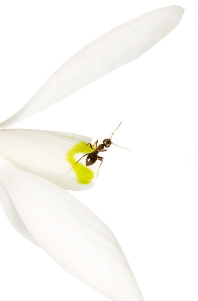 Mier op Sneeuwklokje par Margreet Frowijn