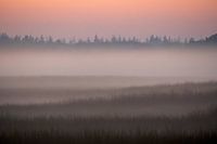 Brume du soir sur le Hoge Veluwe