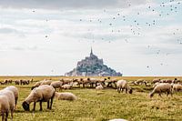 Birds fly over the Mont Saint-Michel