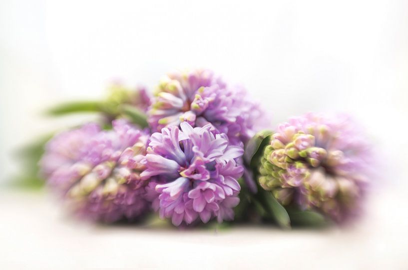 Paarse hyacinten par Alexandra Bijl