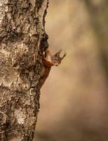 Curious and alert squirrel stops in the middle of the trunk.