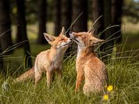 amour des renards