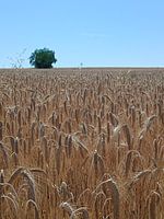 Entlang der Weizenfelder