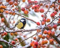 Kohlmeise auf schneebedecktem Apfelbaum