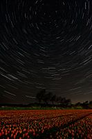 Starting rails over the Tulipfield