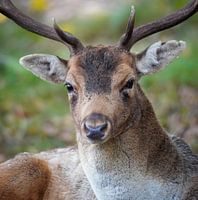 Fallow deer portrait