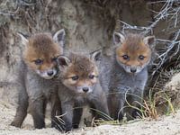 young foxes