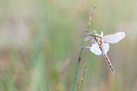 Libellule sur une plante