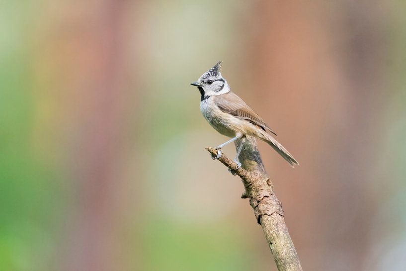 Crested tit by Merijn Loch