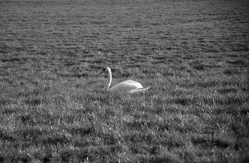 A swan in a meadow in Emsland by Bianca Meyering Fotos - BMF