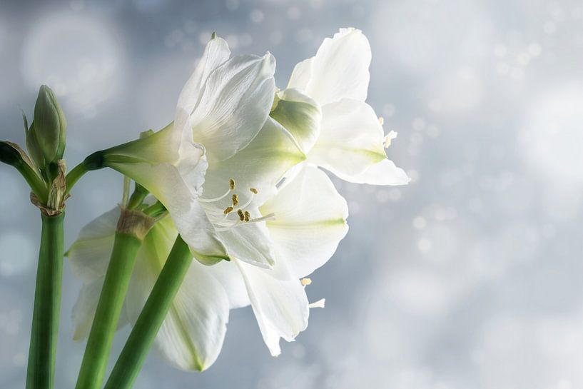 Weiße Amaryllisblüten (Hippeastrum) vor verschneitem Winterhintergrund, schöne Blumengrußkarte mit K von Maren Winter