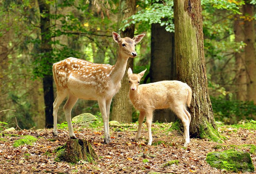 Damhirsche - Kuh und Kalb par Wiltrud Schwantz