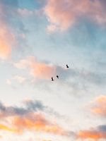 Birds against pink morning sky