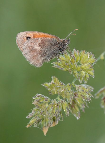 Hooibeestje von Marcel van Os