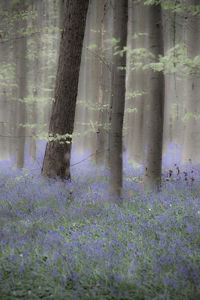 Een dromerige ochtend in het Hallerbos par Ronald De Neve
