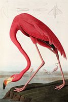 American Flamingo - Teylers Edition - Birds of America, John James Audubon