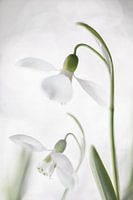 An die Schönheit denken