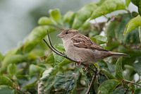 Sperling : Tierpark Blijdorp