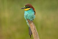 Bienenfresser auf Ast