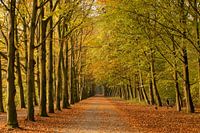 Atmosphärischer Waldweg im Herbst