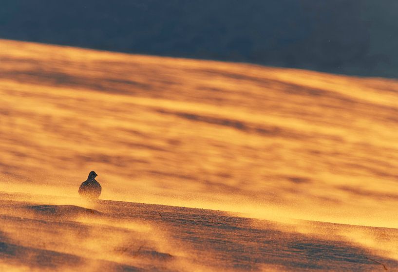 Schneehuhnfrau (Lagopus mutus)  von AGAMI Photo Agency