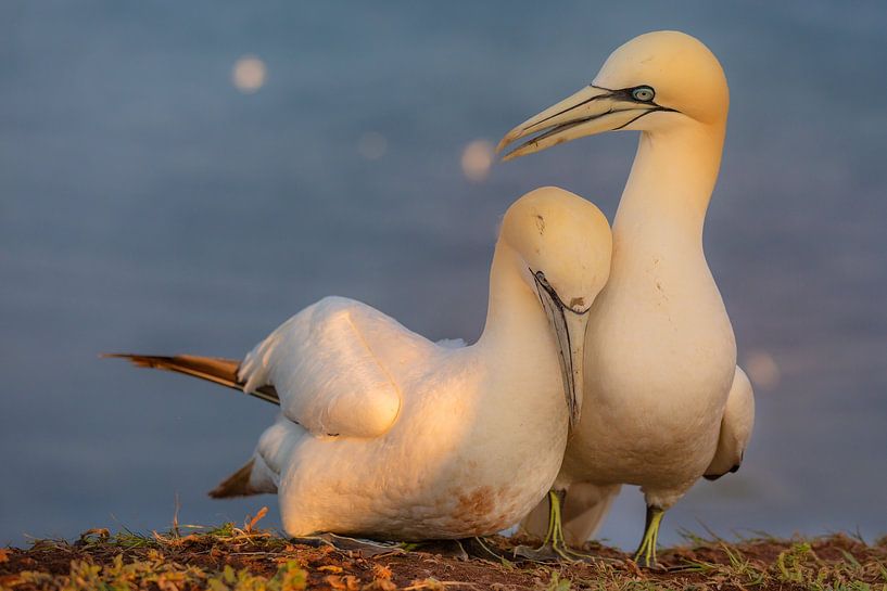 Amour par Andy Luberti