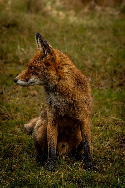 Gros plan sur un renard mâle au début du printemps. par Wouter Van der Zwan
