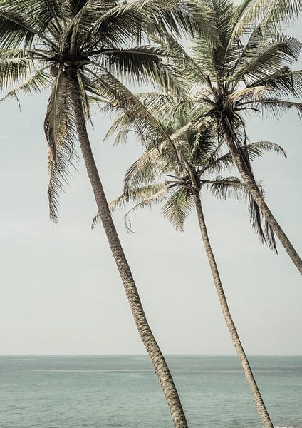 Ocean Breeze Palms by Shot by Clint