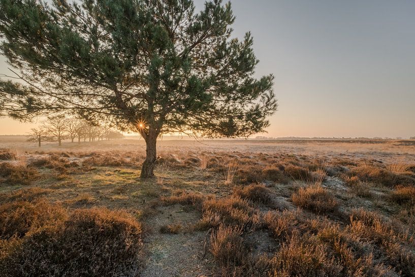 Naturschutzgebiet Deelerwoud von Moetwil en van Dijk - Fotografie