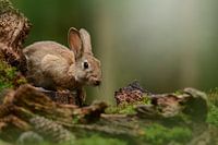 Un lapin dans la forêt