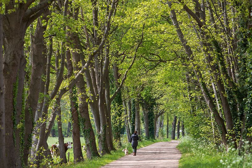 Frühlingswanderung von Patrick van Gemert