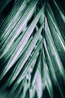 Image créative d'une feuille de palmier