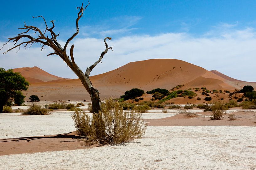 Big Mama von Christoph Schaible