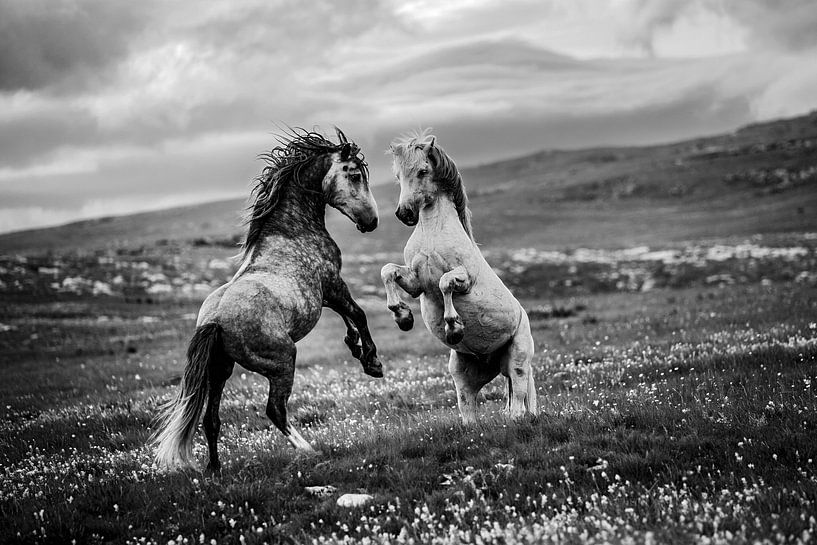 Wild and free by Vedran Vidak