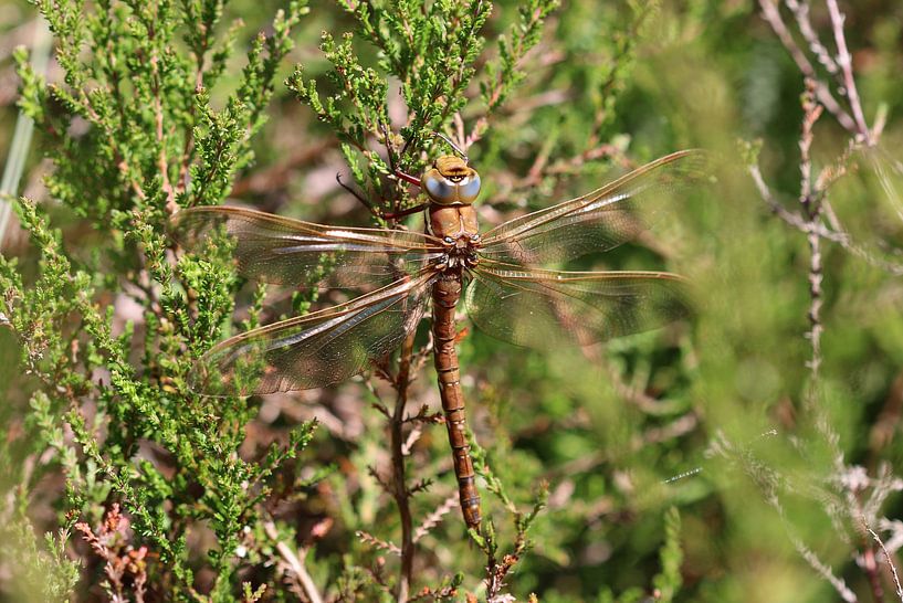 Braune Mosaikjungfer von Matthias Brix