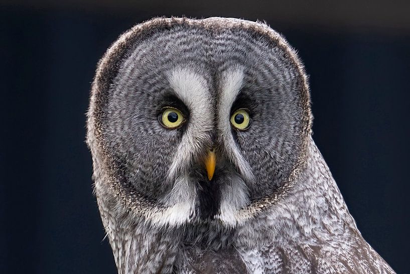 Lapland owl, portrait by Jan van Vreede