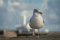 Mouette