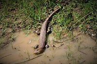 reptile in panternal