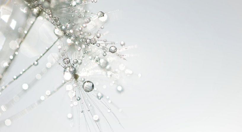 Löwenzahnflaum mit Kristalltropfen von Hilde Remerie Fotografie und digitale Kunst