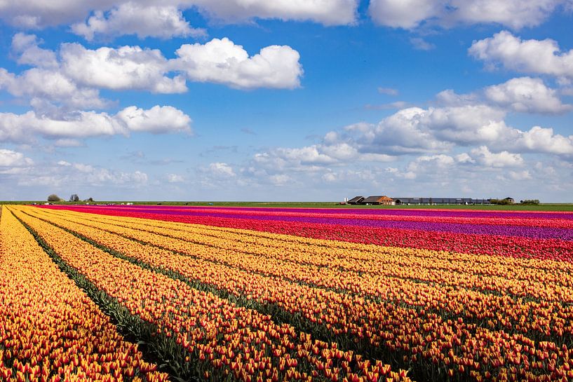 Flowering tulip fields in the Groningen countryside by Gert Hilbink