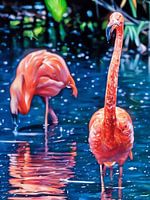 Flamingos in a Tranquil Lagoon
