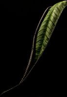 Simplicity in perfection