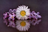 Prachtig stilleven met madeliefjes en seringbloesems