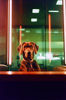 Waiting dog in the window