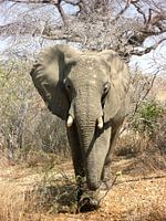 Éléphant d'Afrique dans la savane