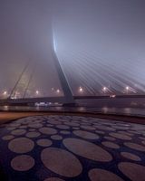 Der geheimnisvolle Schwan