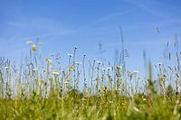 Flower meadow under blue sky