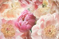 Gelbe und rosa Pfingstrosen