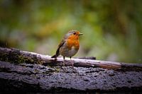 Rotkehlchen in der Mitte des Waldes