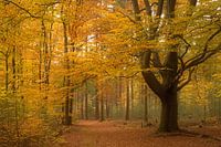Herbstwald